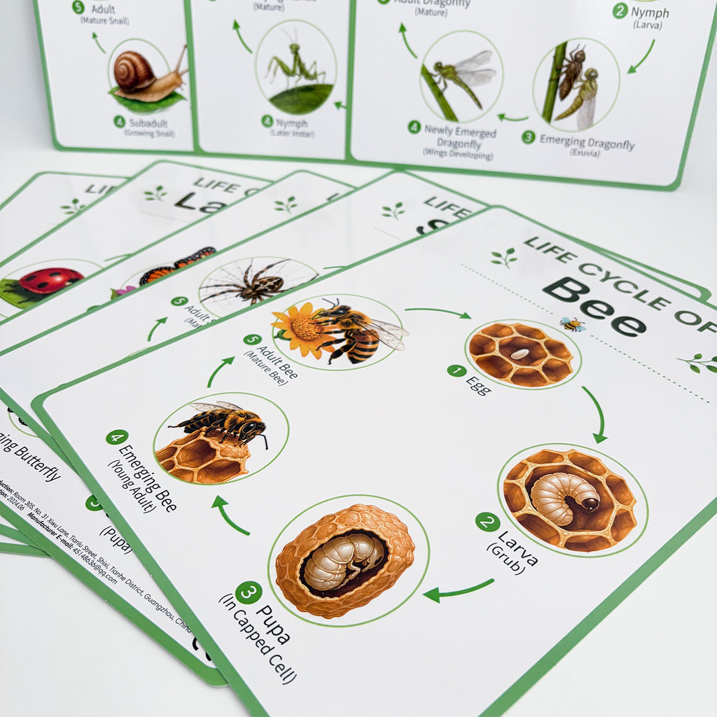 8 Adet Doğa Yaşam Döngüsü Eğit - Kids Nature Education incelemesi ve fiyatı