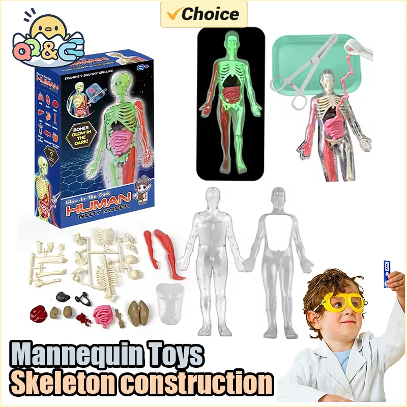 İnsan İskeleti Organ Anatomisi - Kids Nature Education incelemesi ve fiyatı
