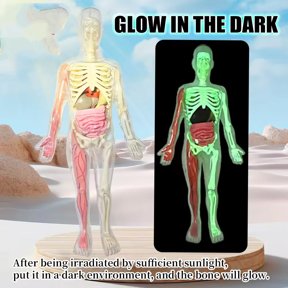 İnsan İskeleti Organ Anatomisi - Kids Nature Education incelemesi ve fiyatı