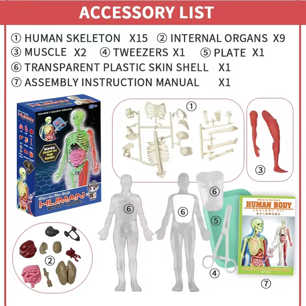 İnsan İskeleti Organ Anatomisi - Kids Nature Education incelemesi ve fiyatı